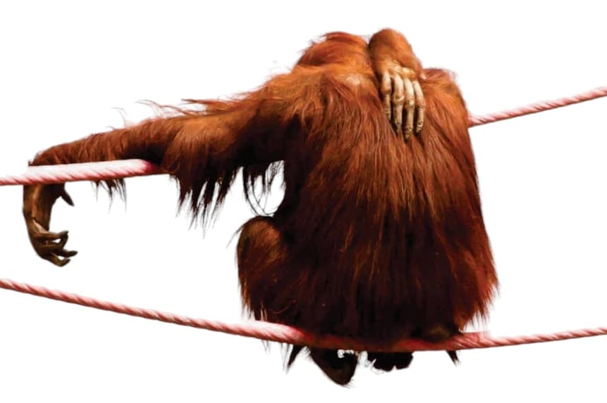 orangutan back scratch ybg4bne4vlt0rmwv